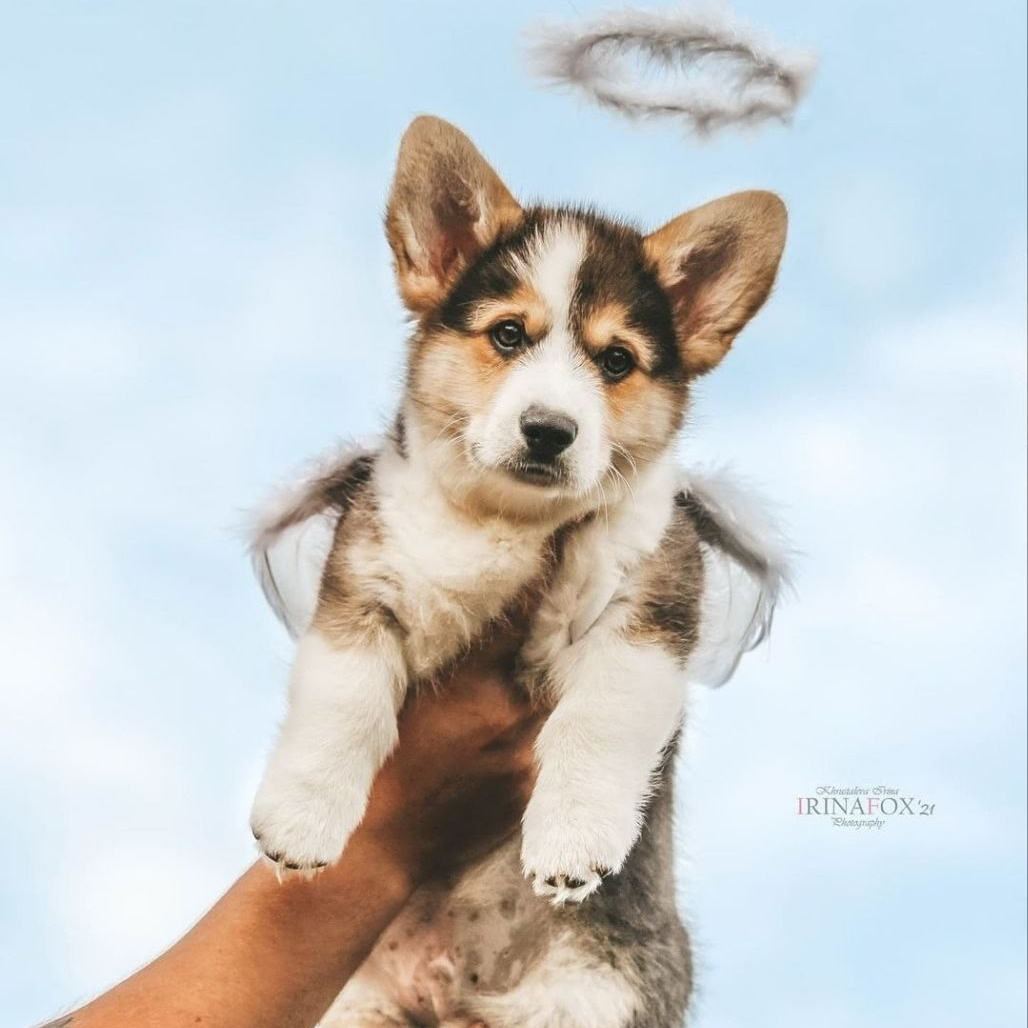 Анімалістика. Репортажний фотограф/анімаліст КИЇВ