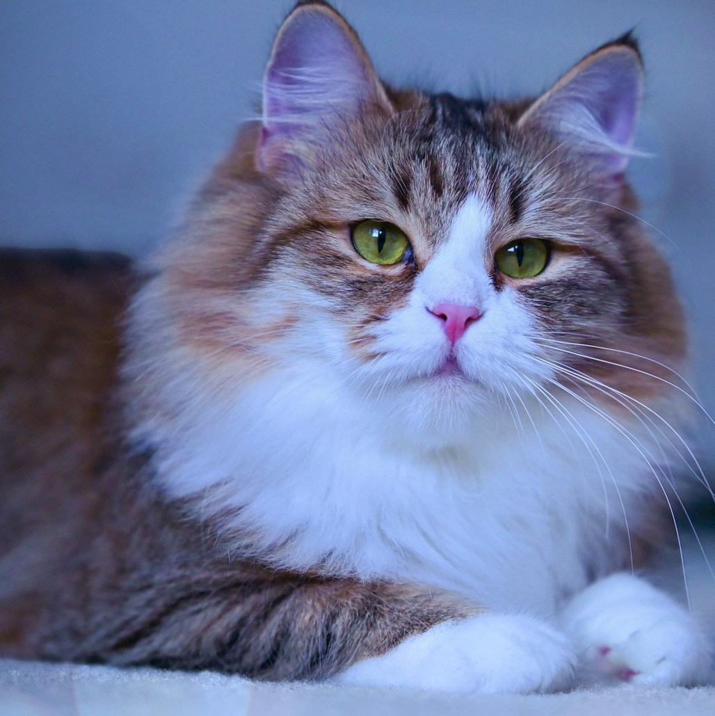 Calico Siberian queen 