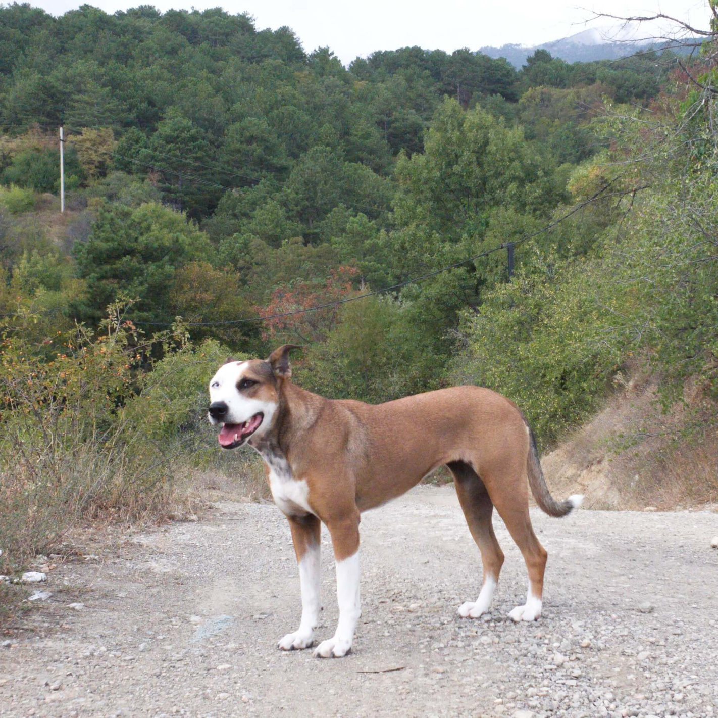 Перевозка животных за границу: собака на поводке в лесу перед путешествием