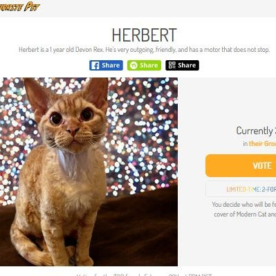 Herbert, Boy, born on 02.01.23, SOLD. Devon Rex Pixie Cattery