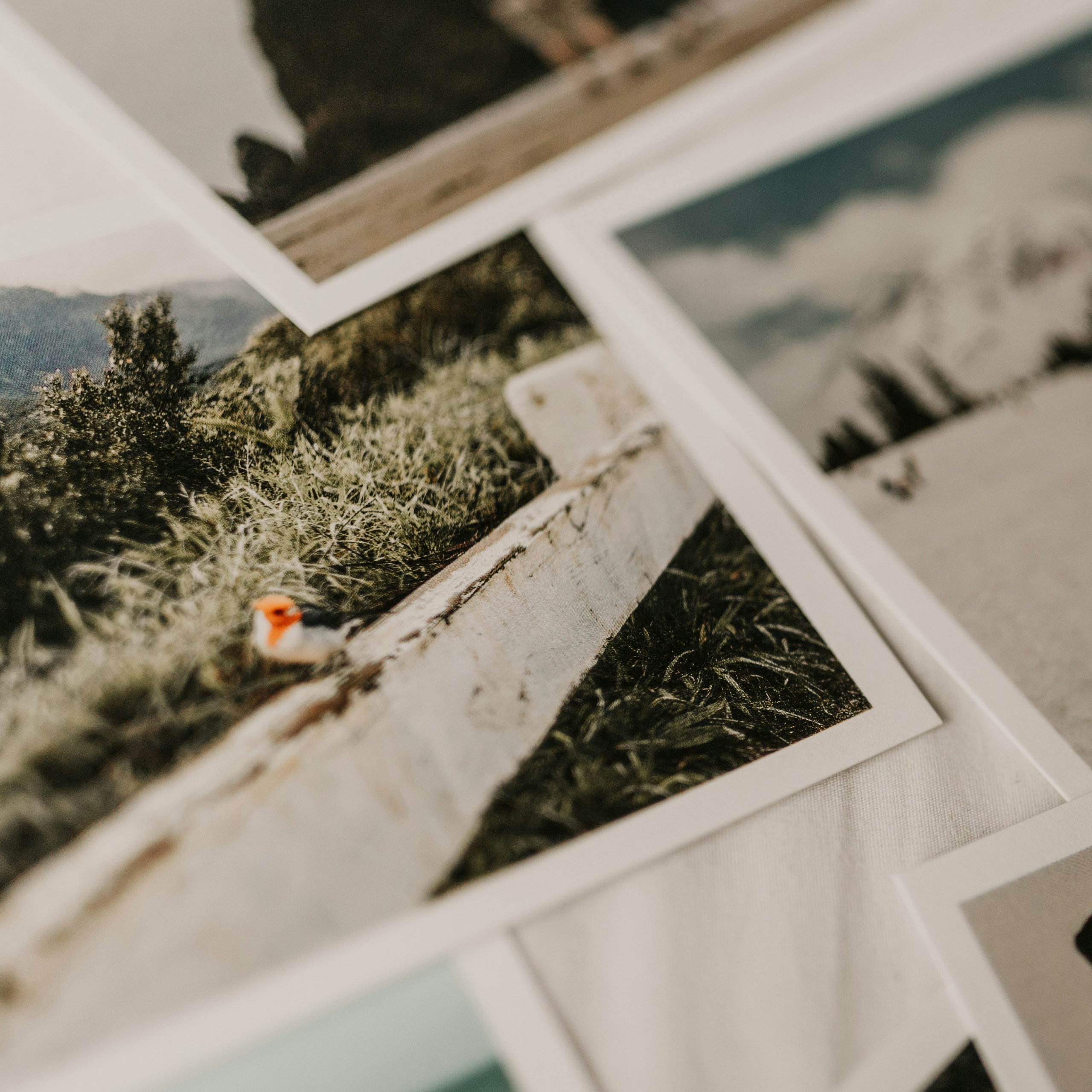 ШКОЛА. Foto-Video-Dienste