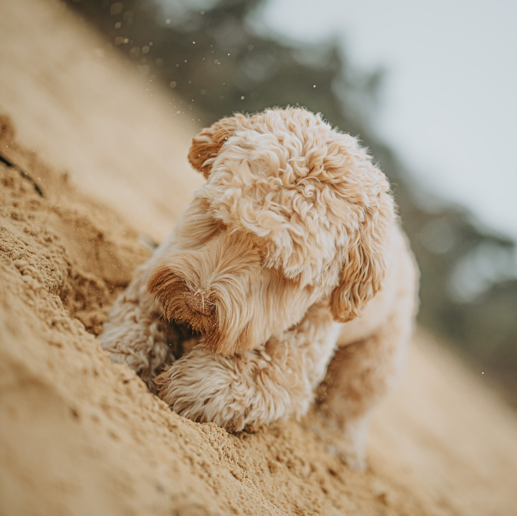 Spontane wandeling koppelshoot Kalmthoutse Heide - Kapture Fotografie