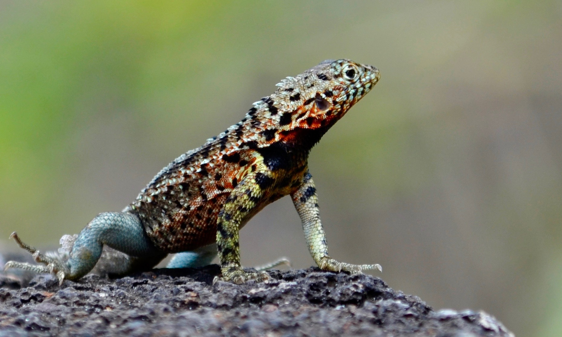 Galapagos. Milok et Kirok sont des gens positifs et réels. Nous serons ravis de v