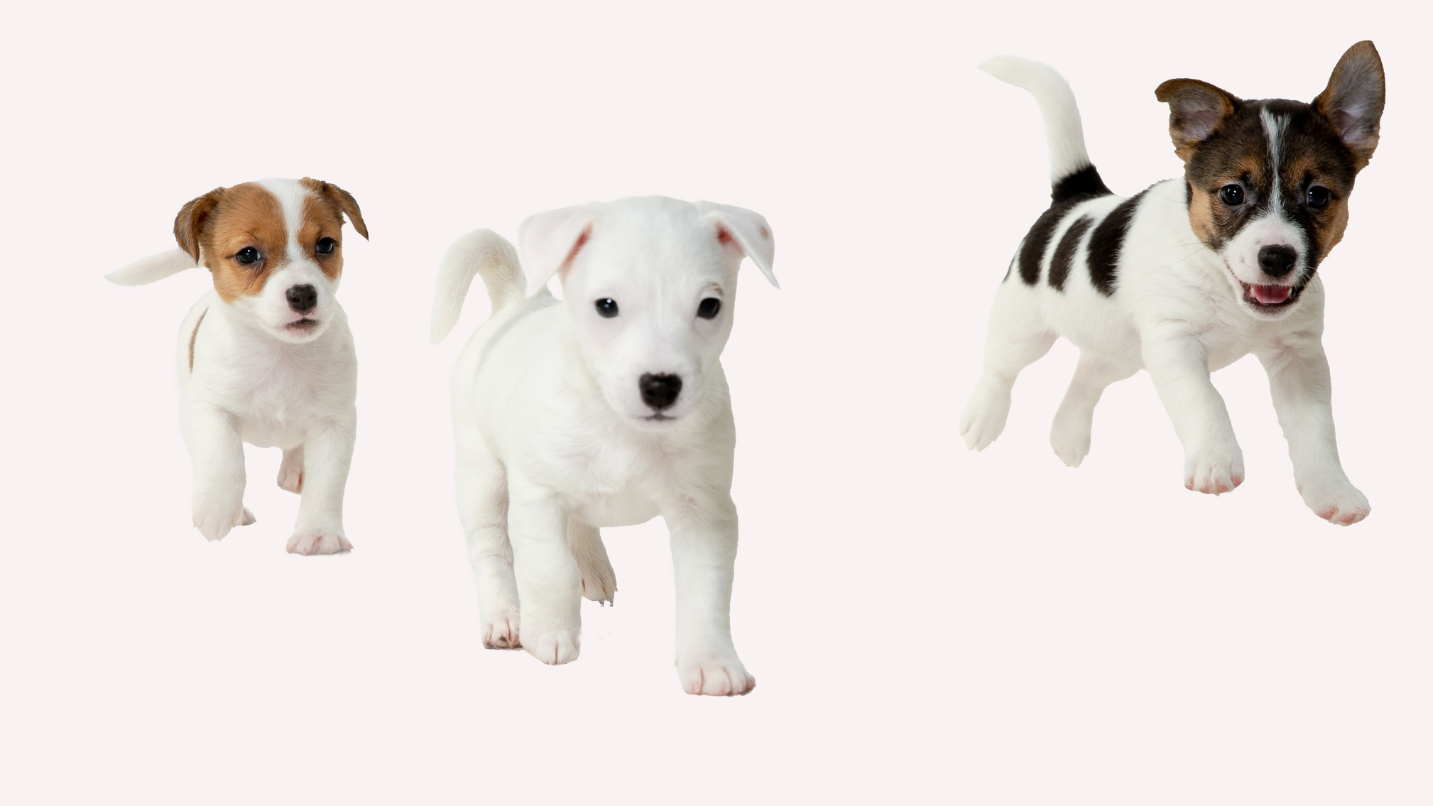 купити цуценя, придбати цуценя, Підбір цуценя у перевірених розплідниках КСУ. Допоможемо обрати породу та придбати здорове щеня для сім’ї.