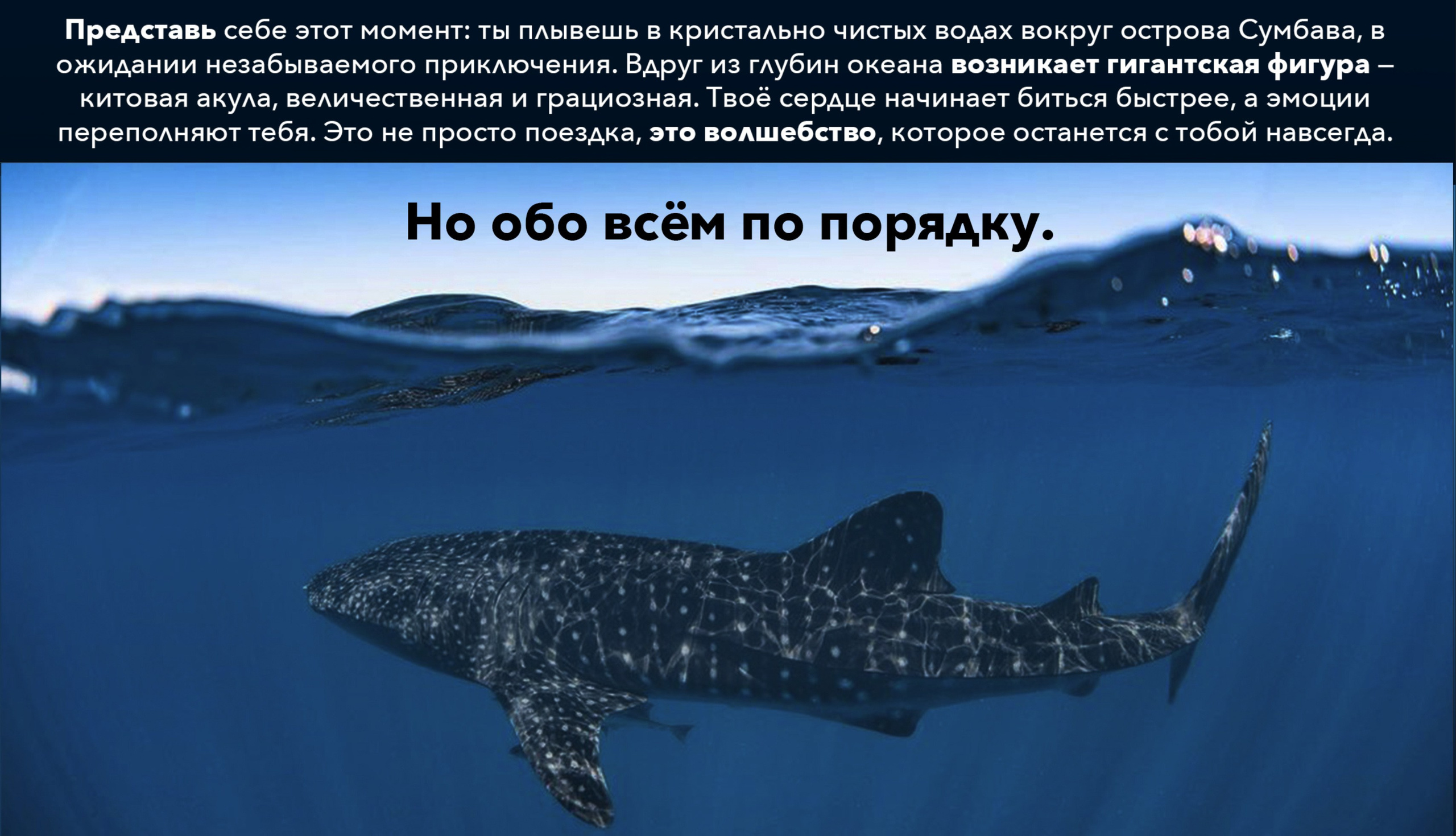 Китовые акулы и загадки острова Ломбок. Групповой тур. 4 дня, 3 ночи