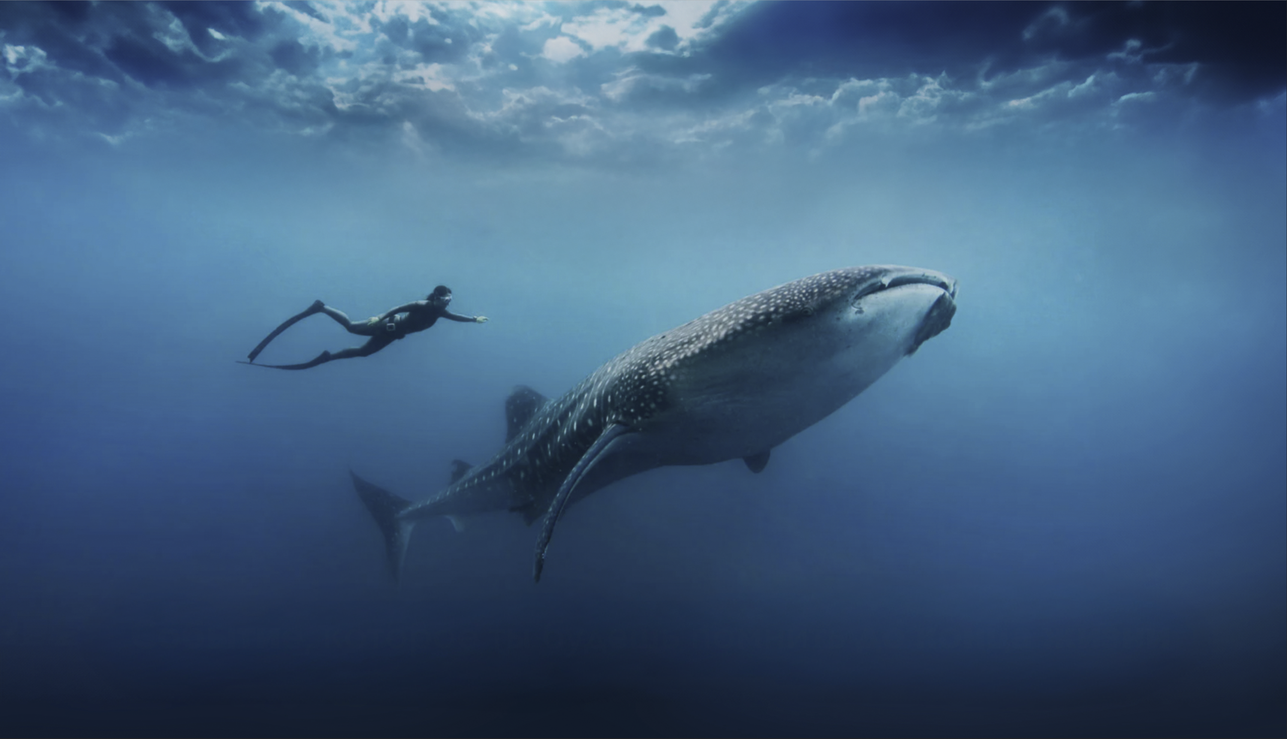 May 2 — 5 Sumbawa Whale Shark Tour via Lombok. Individual and couple Photographer in Bali — Bali Dream Photo