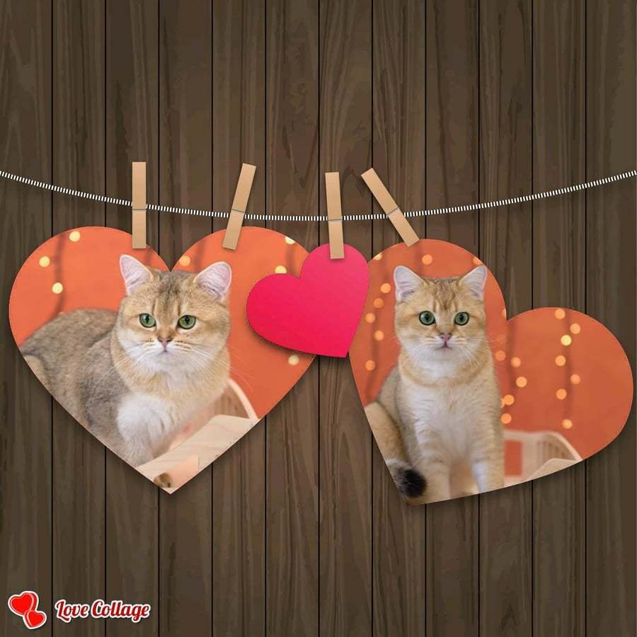 Британские котята в Греции, британские котята на Кипре, британские кот. Питомник британских кошек драгоценных окрасов