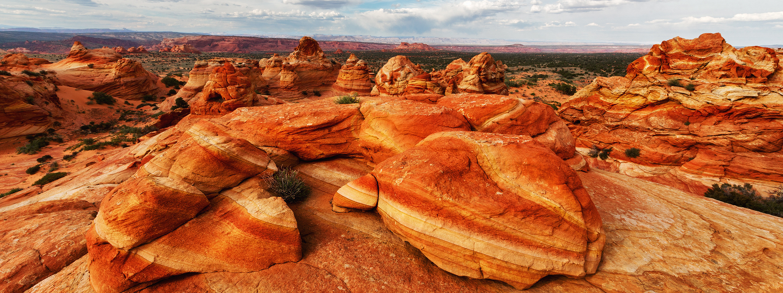 Book the Tour. Pet, Senior, Landscape, portrait studio, photographer in Miami and Sou