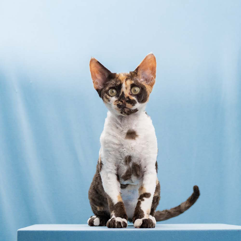 Kitten bicolor chocolate turtle