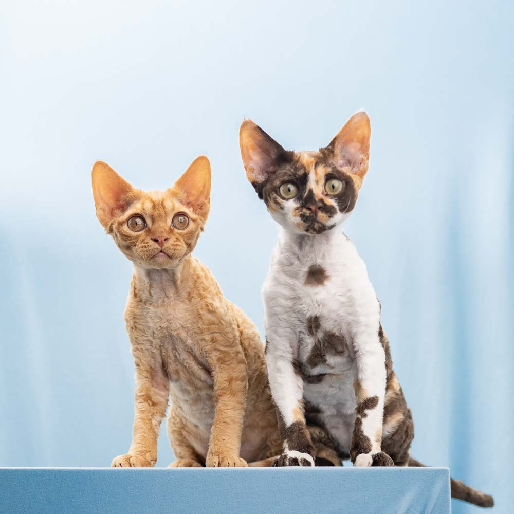 Two Devon Rex kittens looking directly at the viewer USA