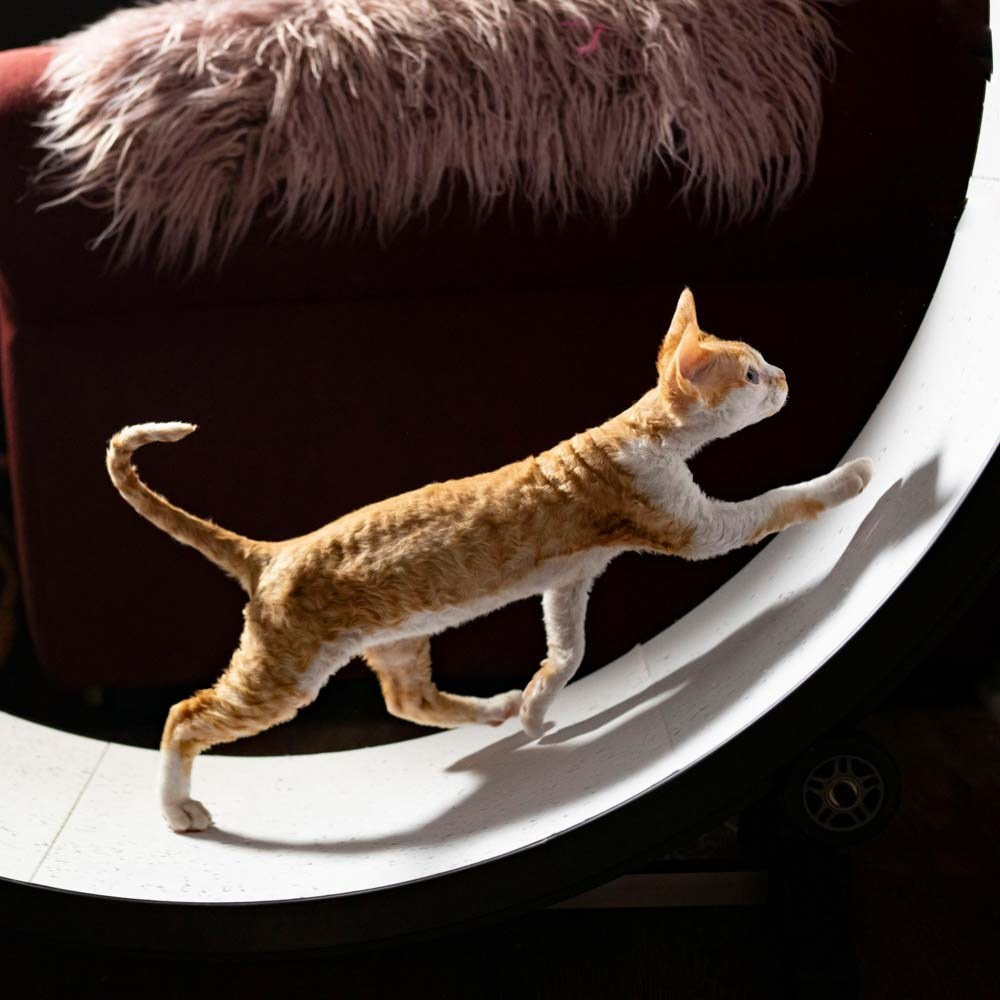 Toys. Devon Rex Pixie Cattery