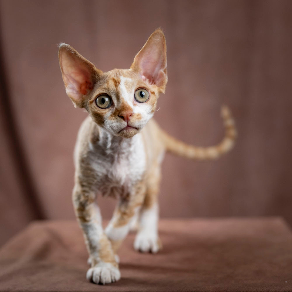 KITTENS. Devon Rex Pixie Cattery