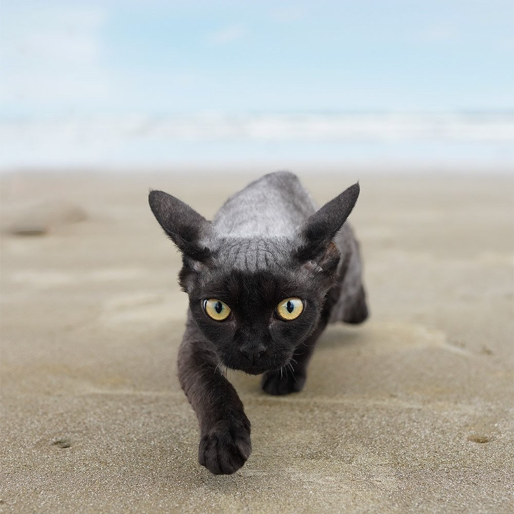 Lexus. Devon Rex Pixie Cattery