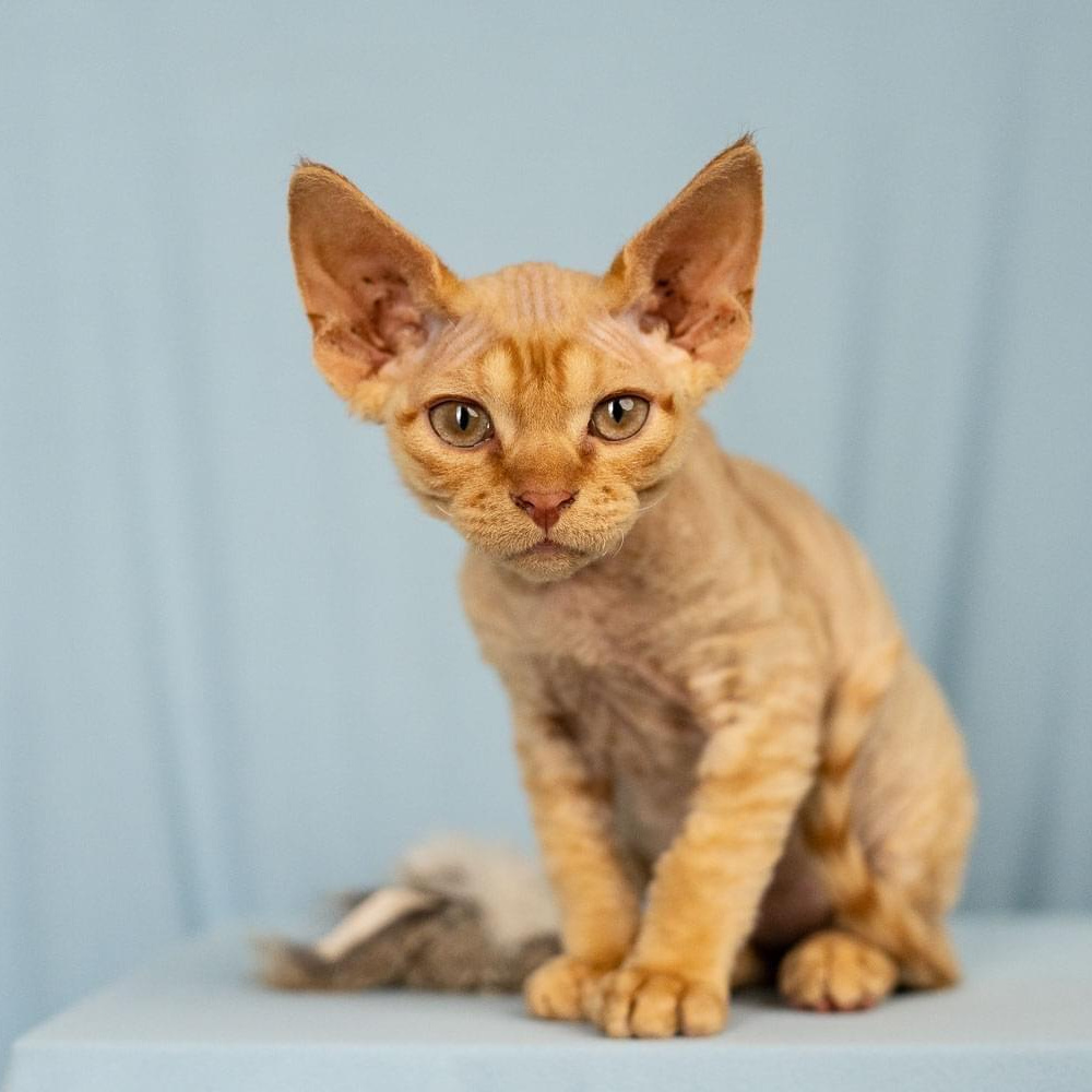 Red curly-haired Devon Rex kitten for adoption