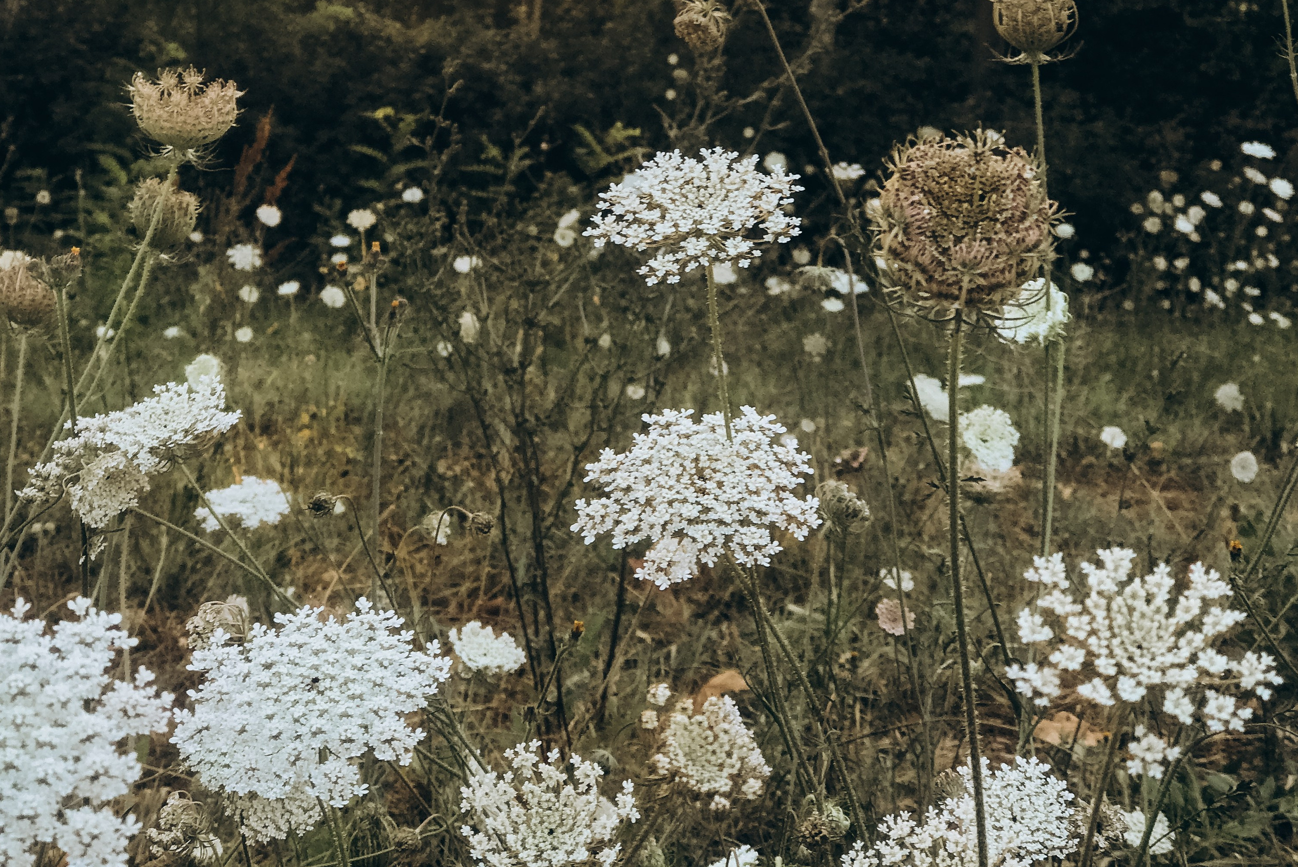 Stimmungsvolle Naturfotografie mit natürlichem Licht und ruhiger Atmosphäre