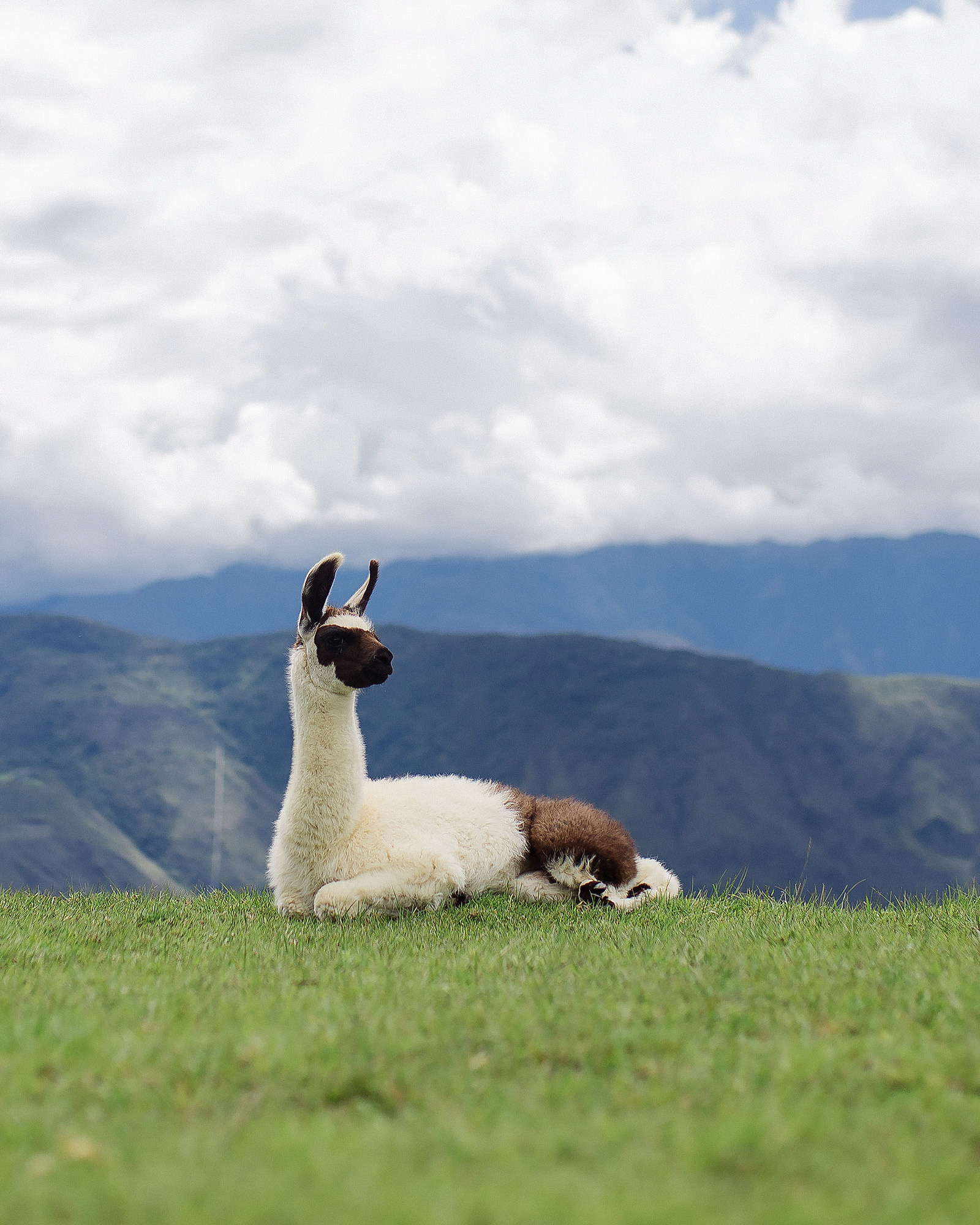 Лама наблюдает за туристами в городе Мачу Пикчу. 