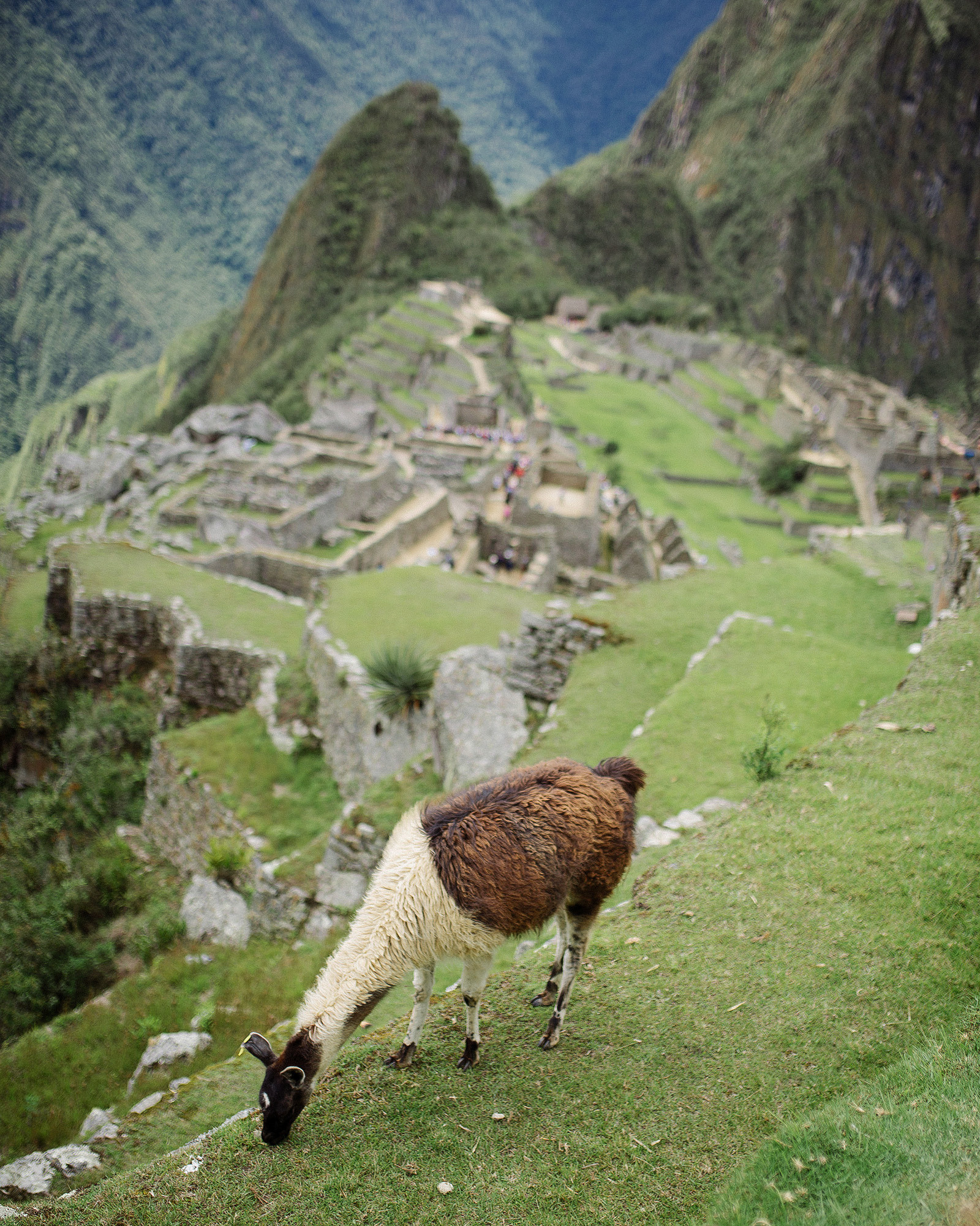 Лама ест траву на фоне развалин города Мачу Пикчу. 