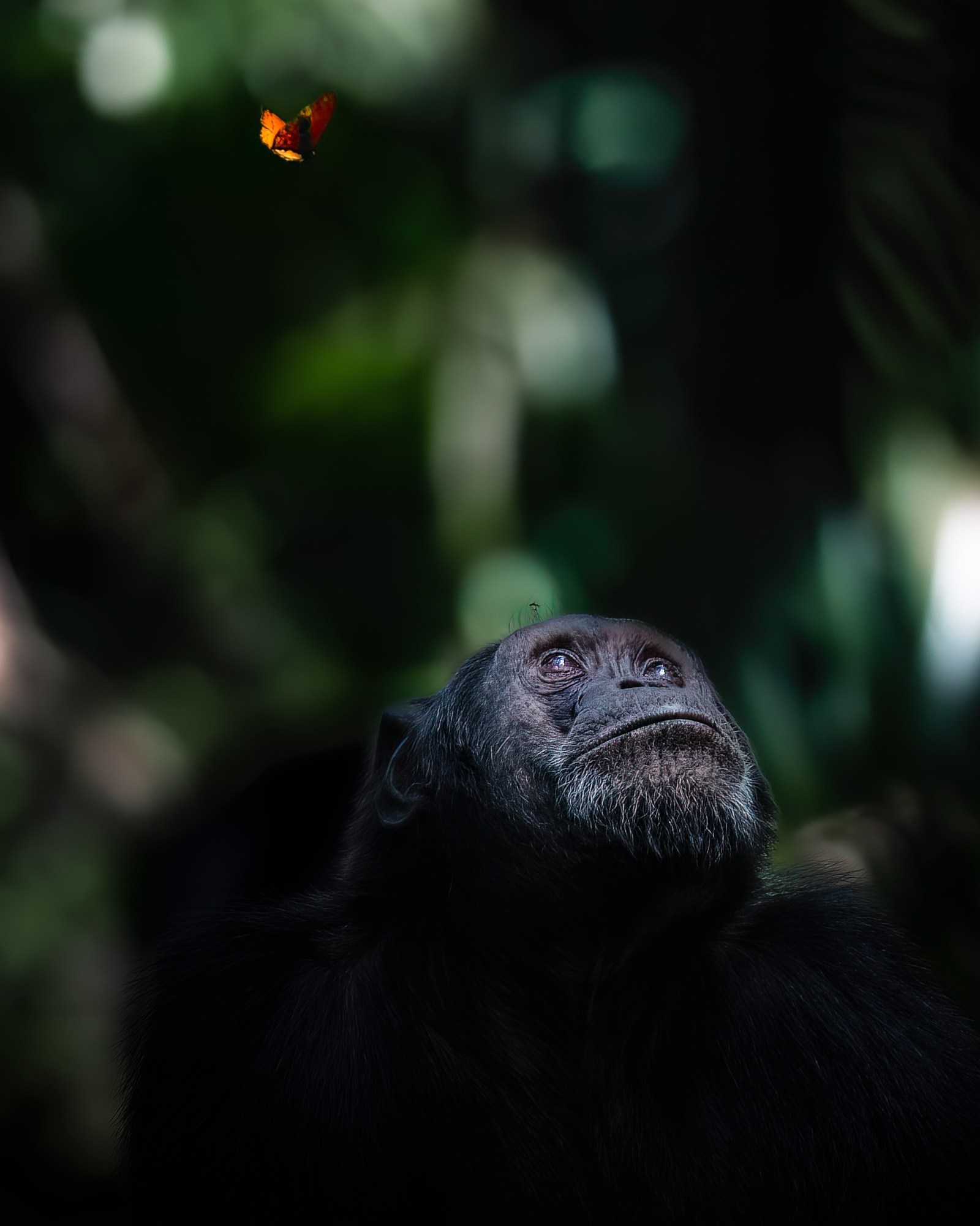 WILD VOICES. Fine art wildlife photographer Alexandra Surkova