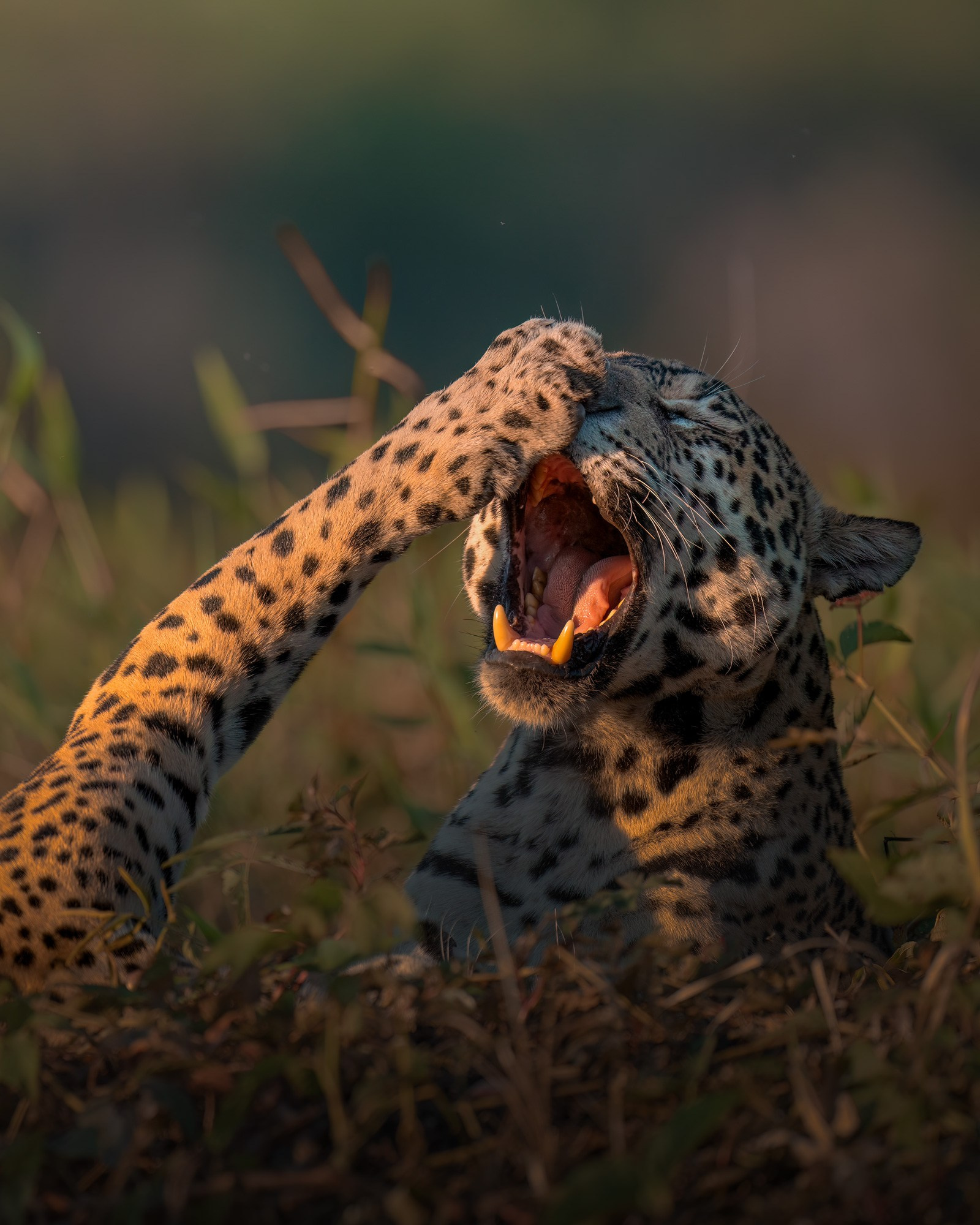 3-SESSION ONLINE MASTERCLASS. Fine art wildlife photographer Alexandra Surkova