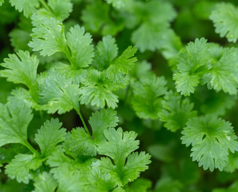 Plant Food in Kenya: Embracing Organic Fertilizers for Sustainability. Boost Plant Growth with Organic Fertilizers: Our Effective Solution