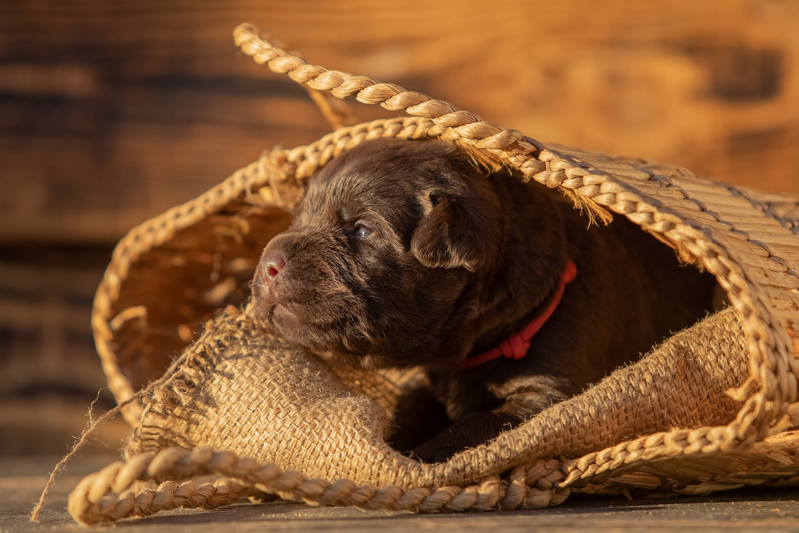 Цуценя шоколадного лабрадор ретривера
