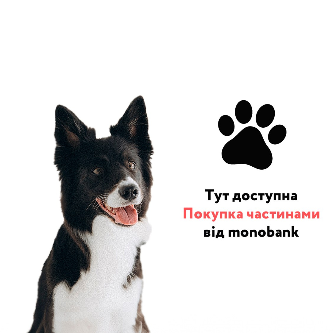 Відео. Фотограф-анімаліст Київ