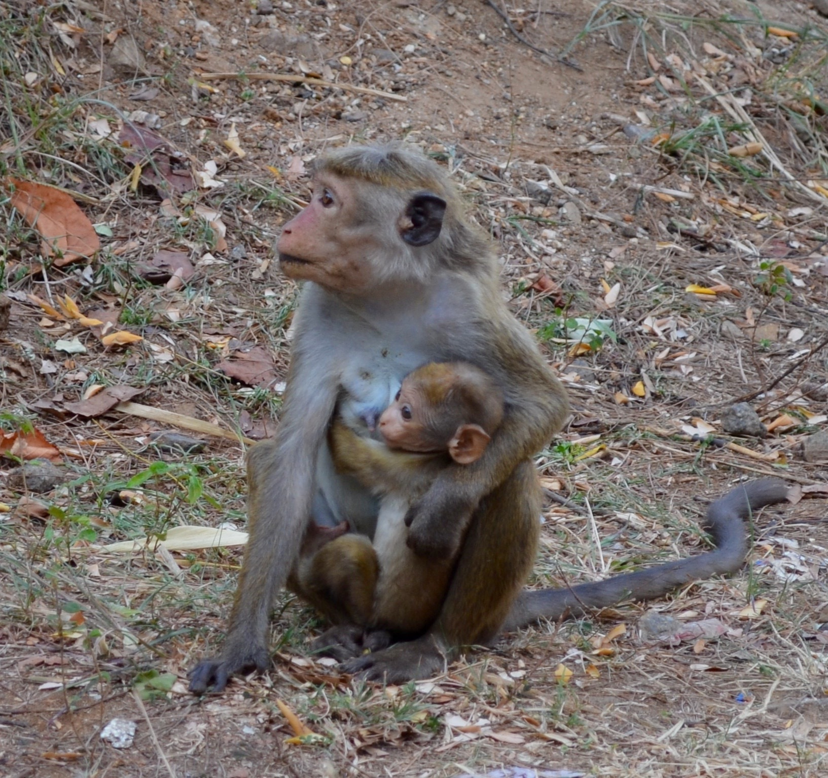 Шри-Ланка — Мальдивы. Mannequins, design, decoration, handmade, photographe…