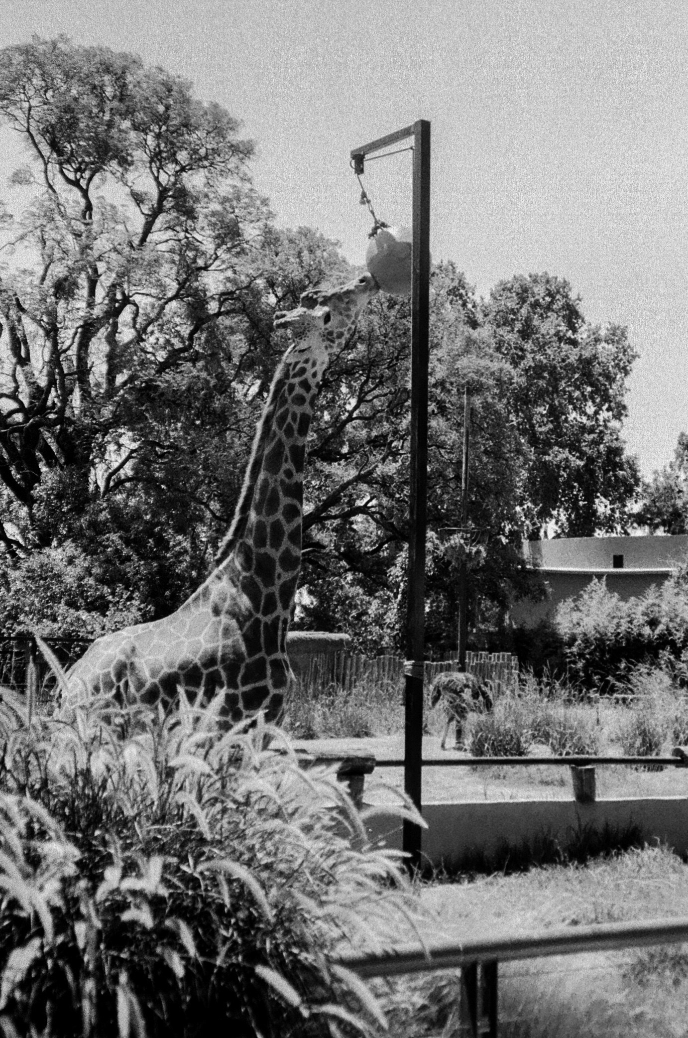 Film. Portrait photographer in Argentina