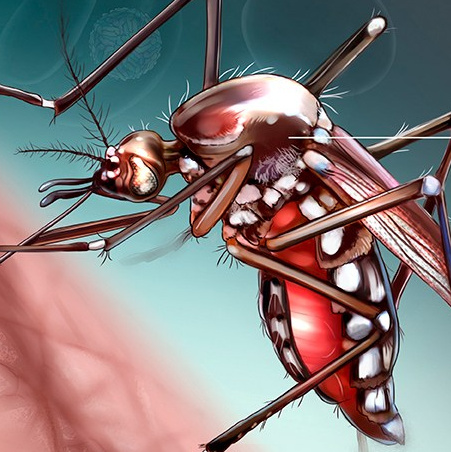 Professional freelance medical illustrator