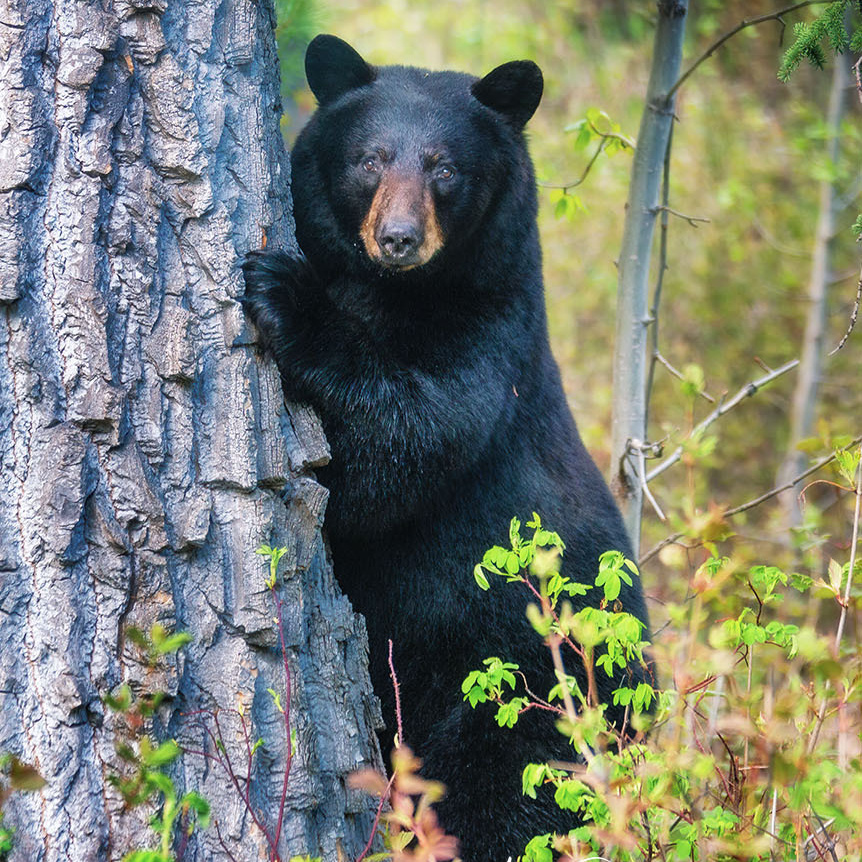 Unknown Alaska. Alex Mironyuk Photography