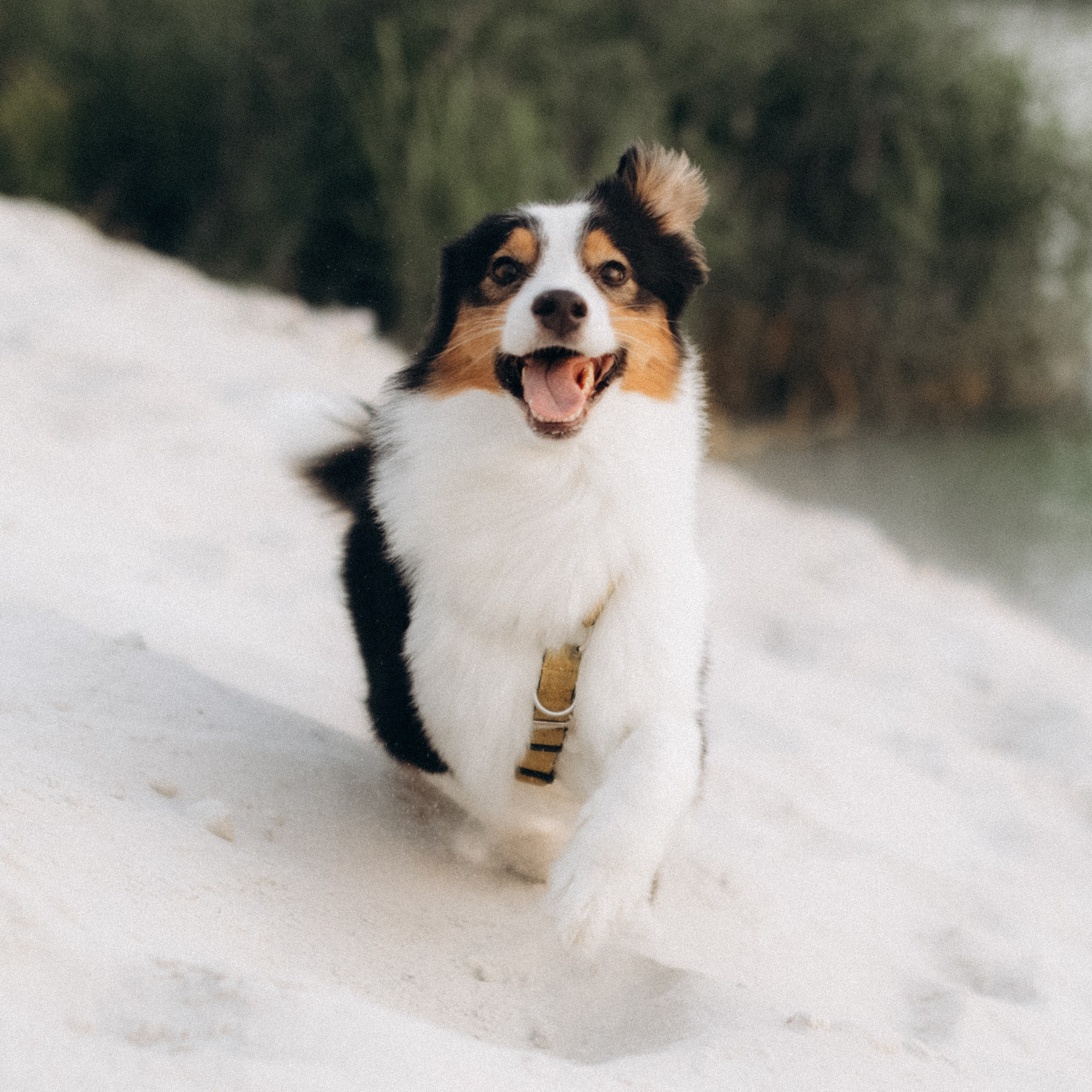 Відео. Фотограф-анімаліст Київ