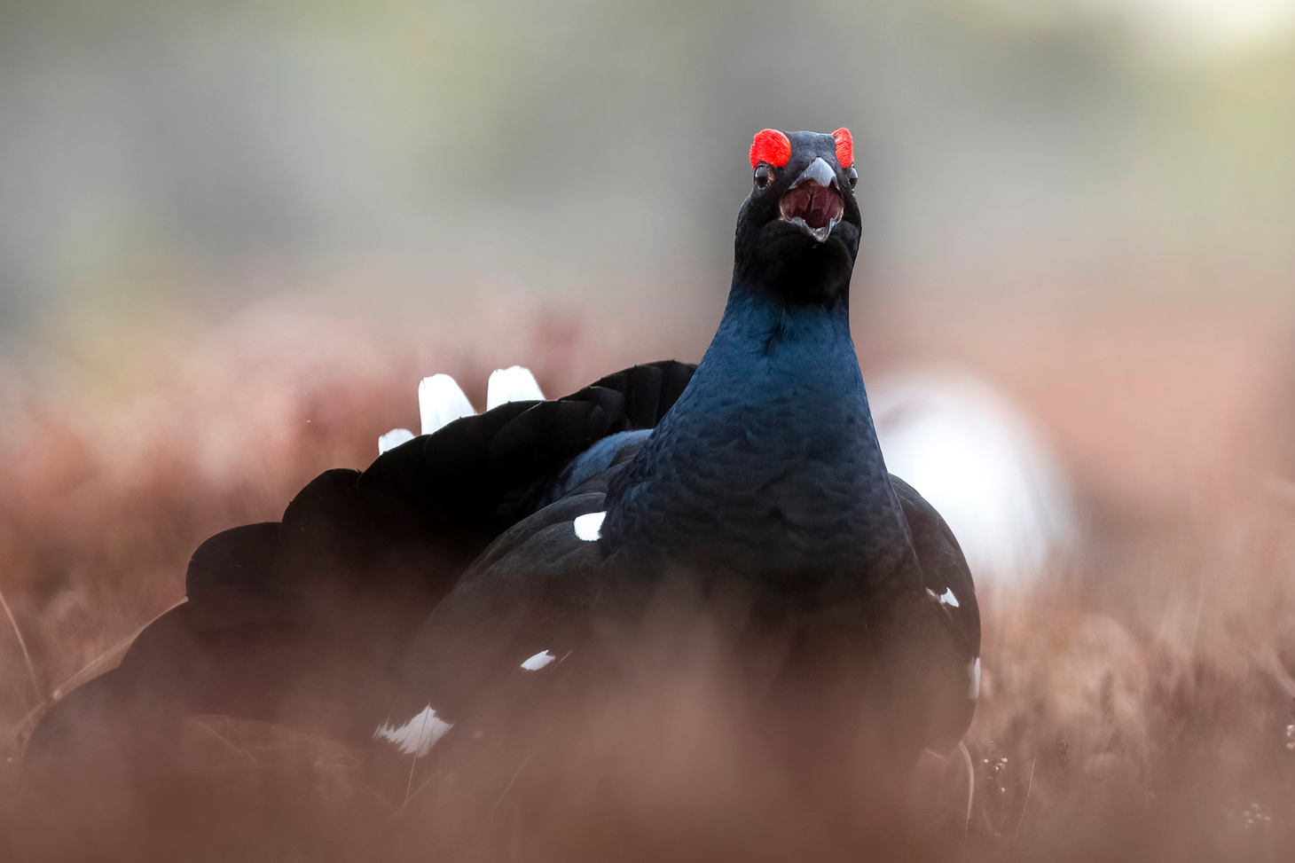 Black grouse, Andrejs Jesko