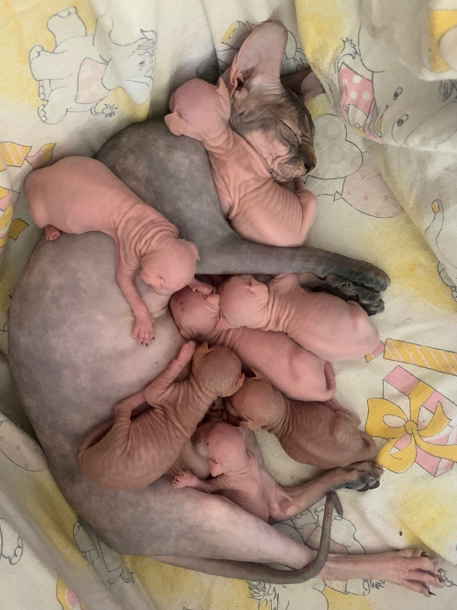 sphynx cattery cyprus, sphynx kittens, sphynx kittens europe, sphynx kittens cyprus, sphynx kittens Limassol, sphynx kittens for sale