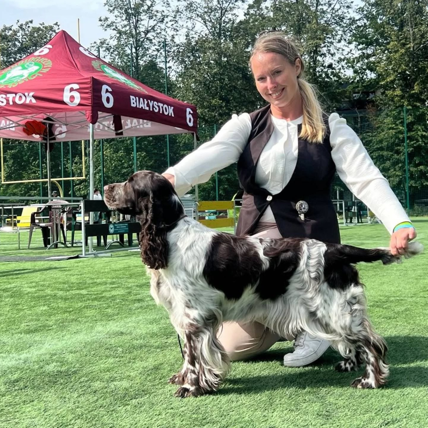 LORDSETT CASABLANKA english springer spaniel