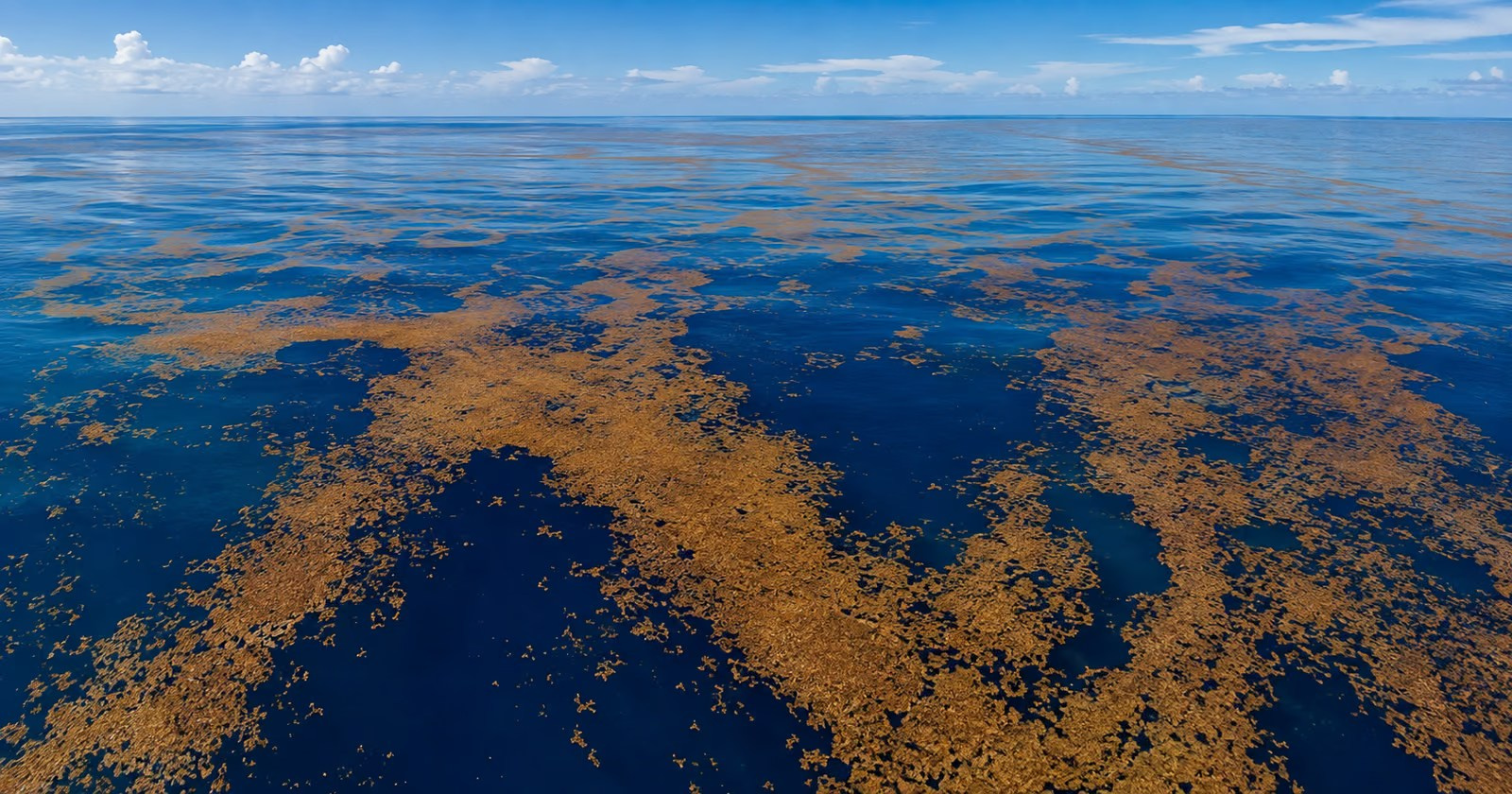 Sargassum seaweed in Punta Cana and Bavaro. Fotógrafo em Punta Cana — Alex Po