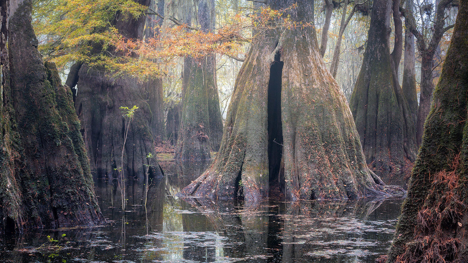 Cypress Swamps Adventure. Alex Mironyuk Photography