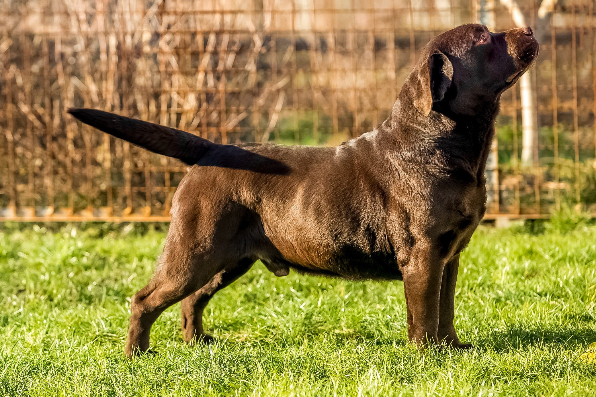 Шоколадний лабрадор ретривер Україна
