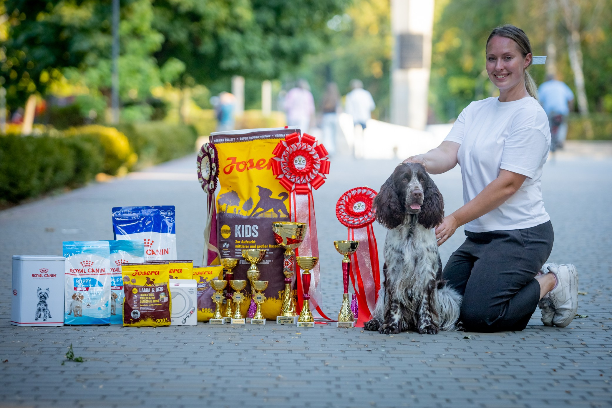 English Springer Spaniel female show dog international bloodlines