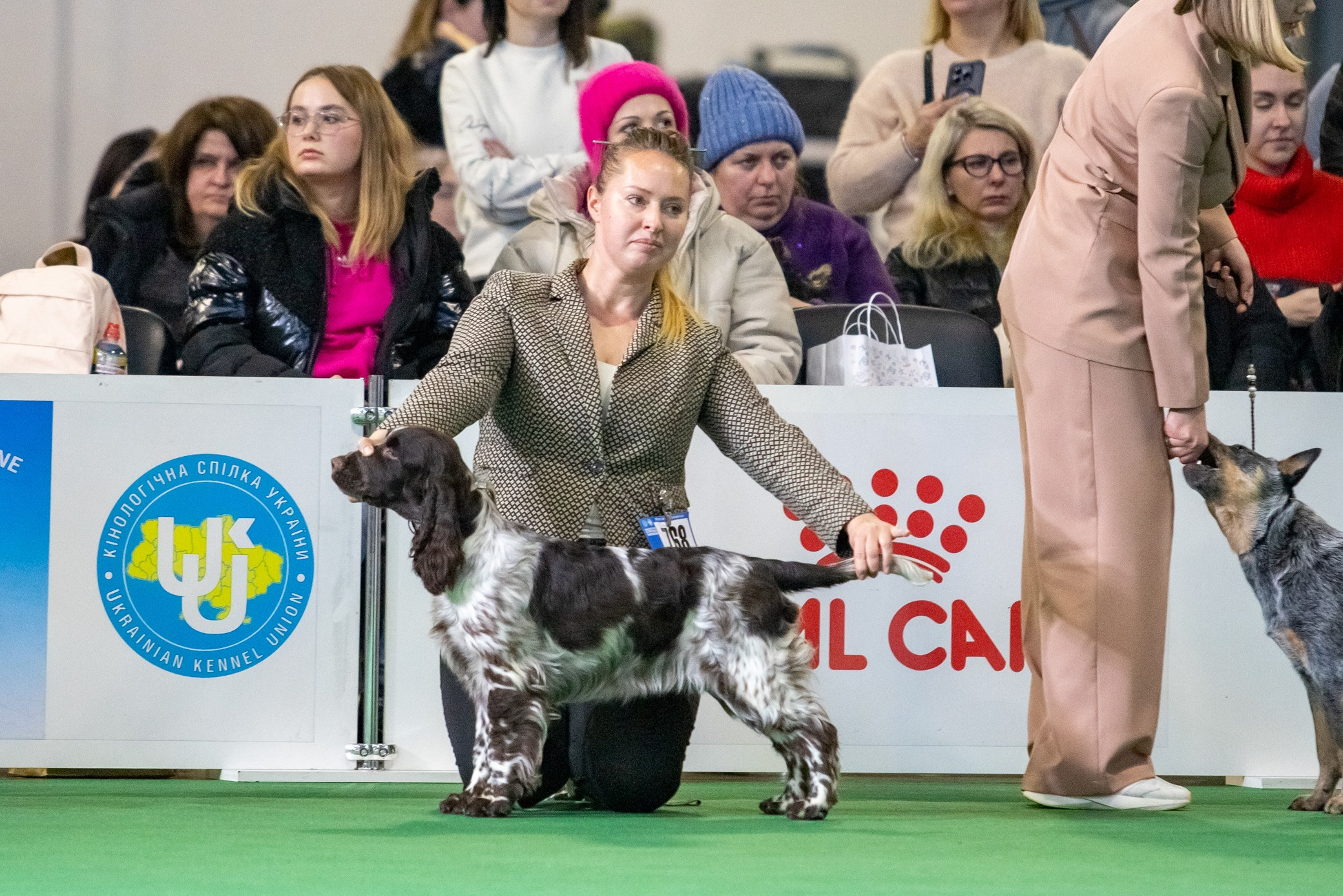 14.12.2024 CAC-UA КИЇВСЬКА РУСЬ. КУБОК ПРЕЗИДЕНТА КСУ 15.12.2024 CAC-UA КРИШТАЛЕВИЙ КУБОК УКРАЇНИ. Website of the titled stud dog of the Springer Spaniel breed