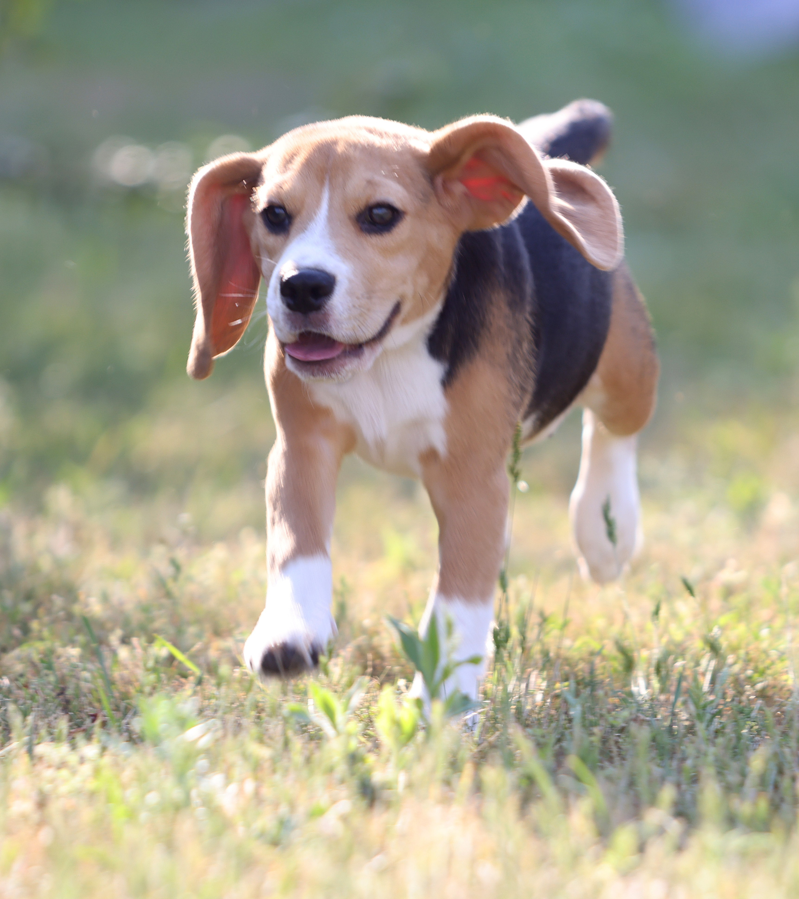 Puppies. Питомник биглей Selesta’s Dreams