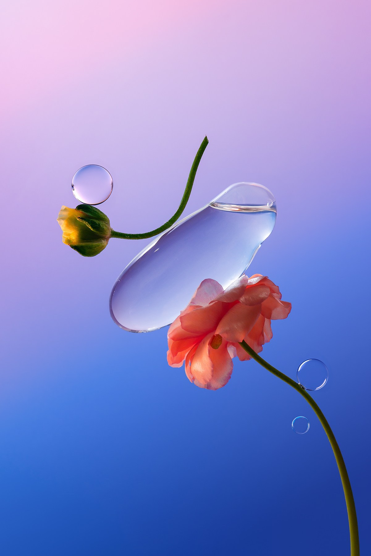 Portfolio Award 2025