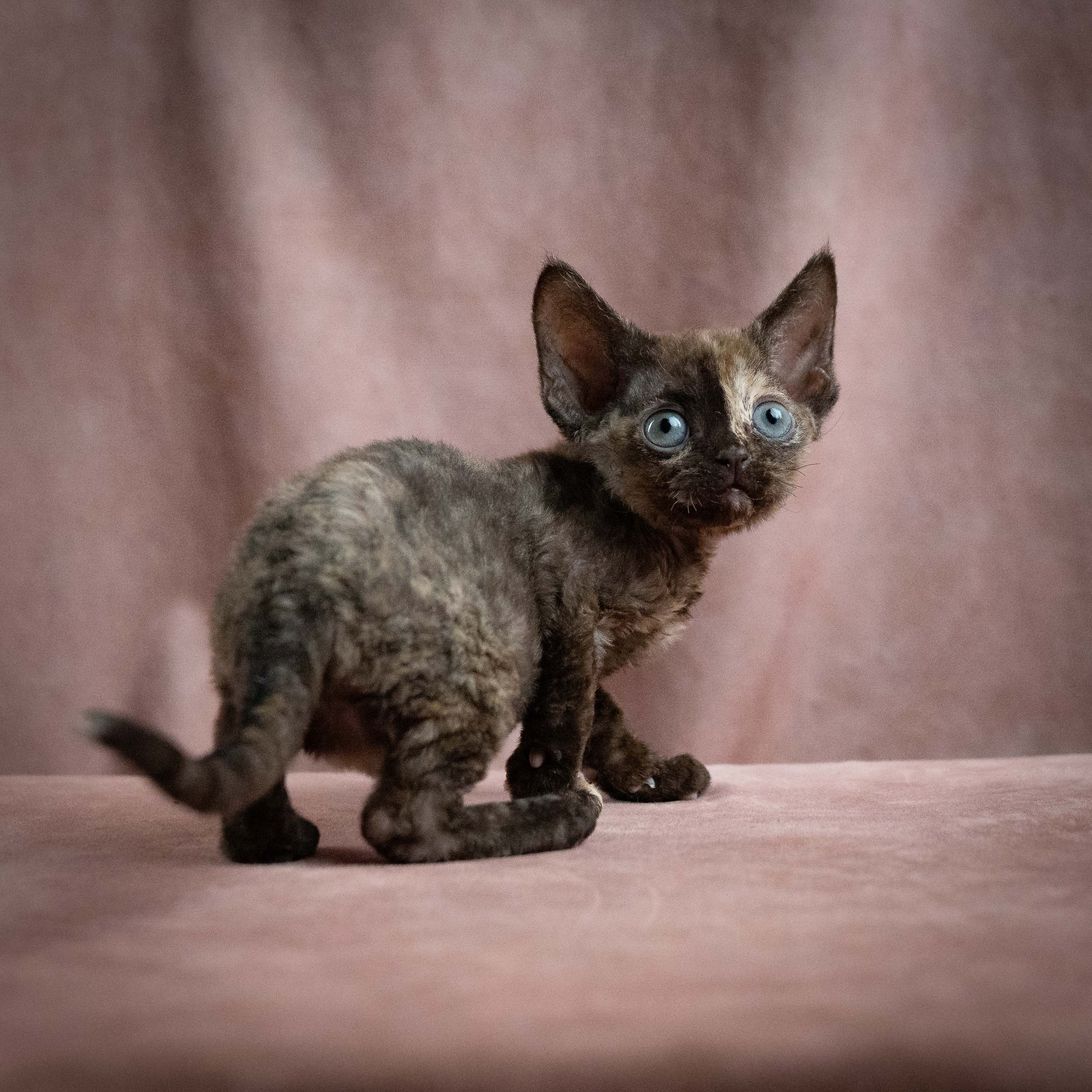 KITTENS. Devon Rex Pixie Cattery