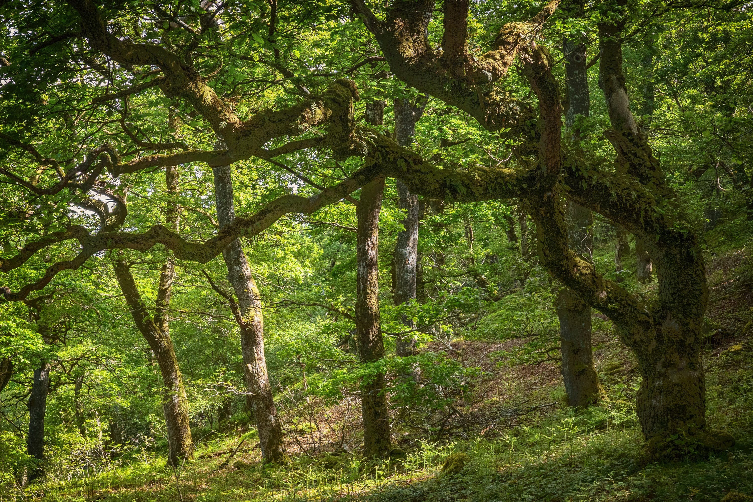 Celtic Rainforest with Sessile oak (Quercus petraea)