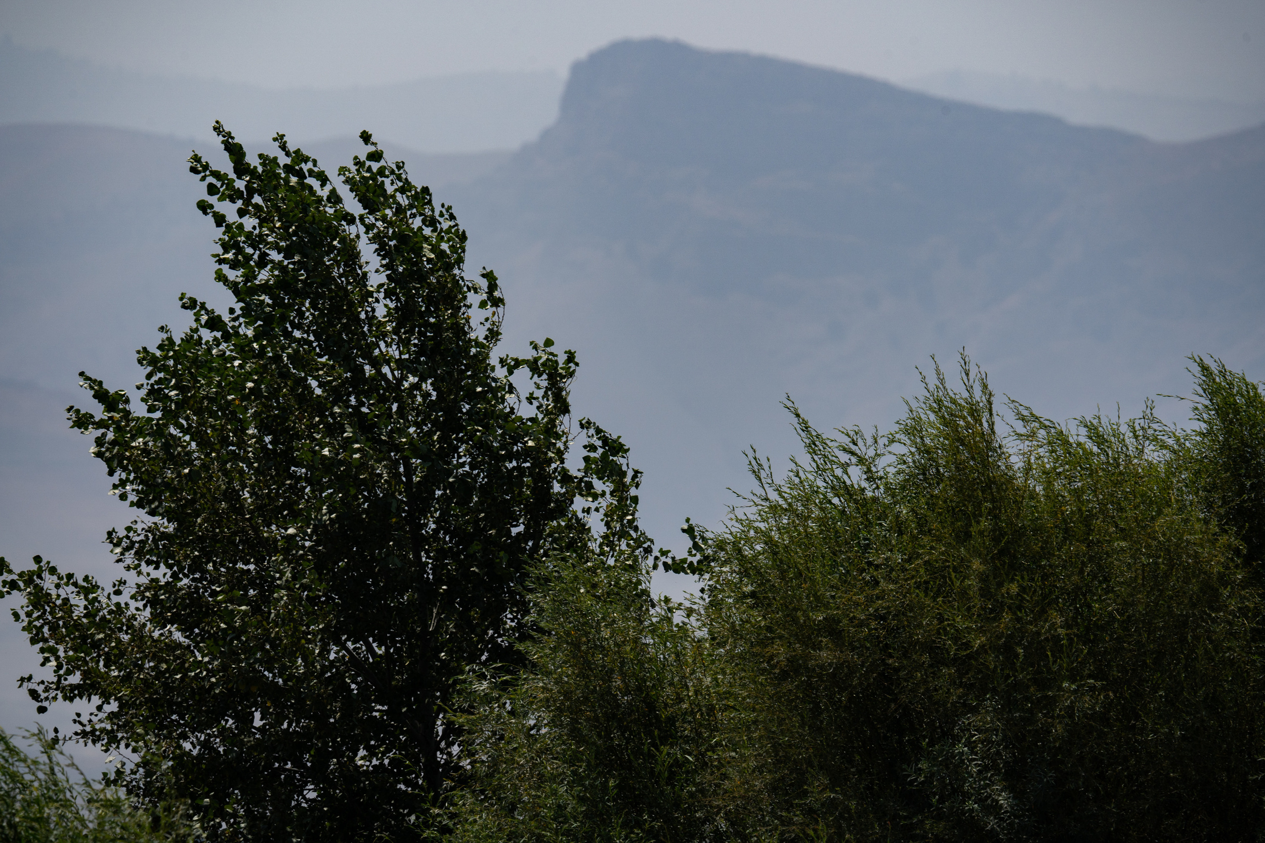 Обзор Sigma 150-600mm DG DN Sport. Фотограф Григорий Кравец