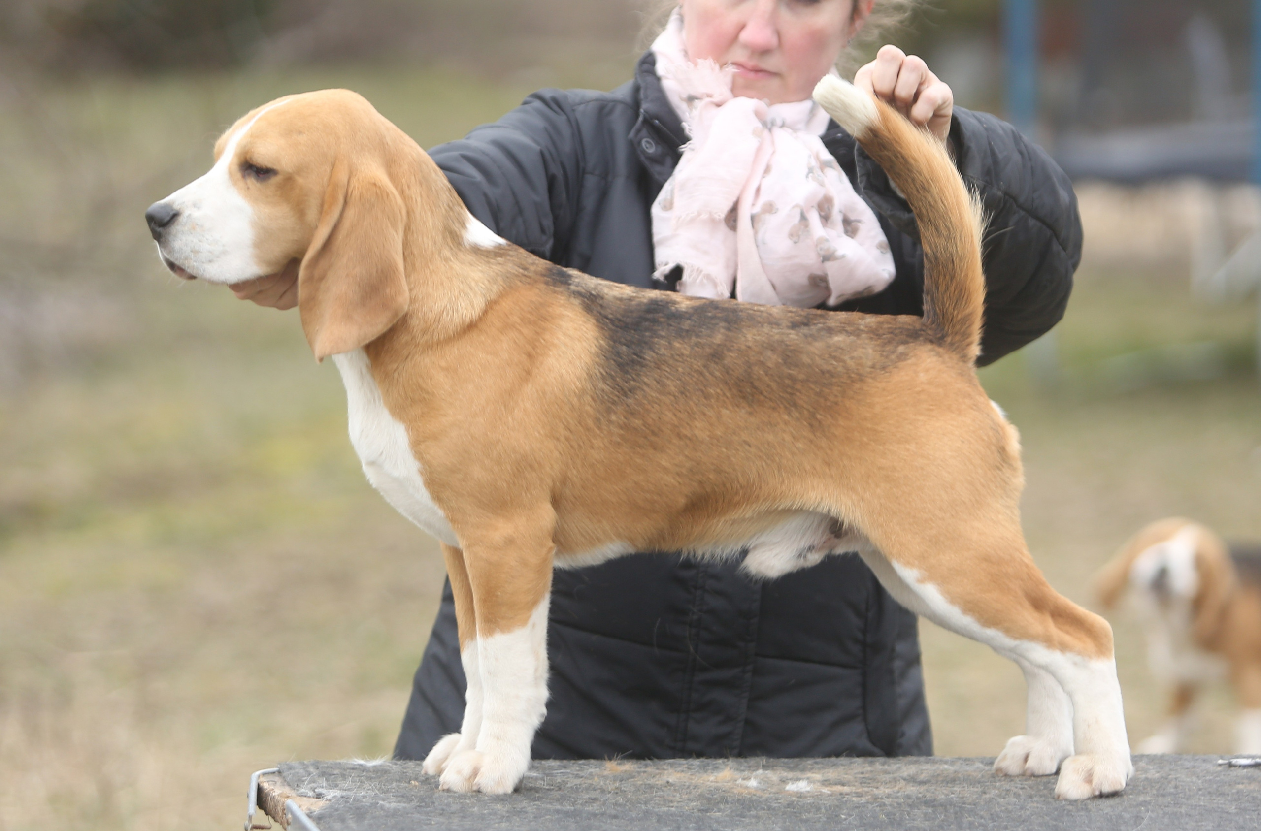 Puppies. Питомник биглей Selesta’s Dreams