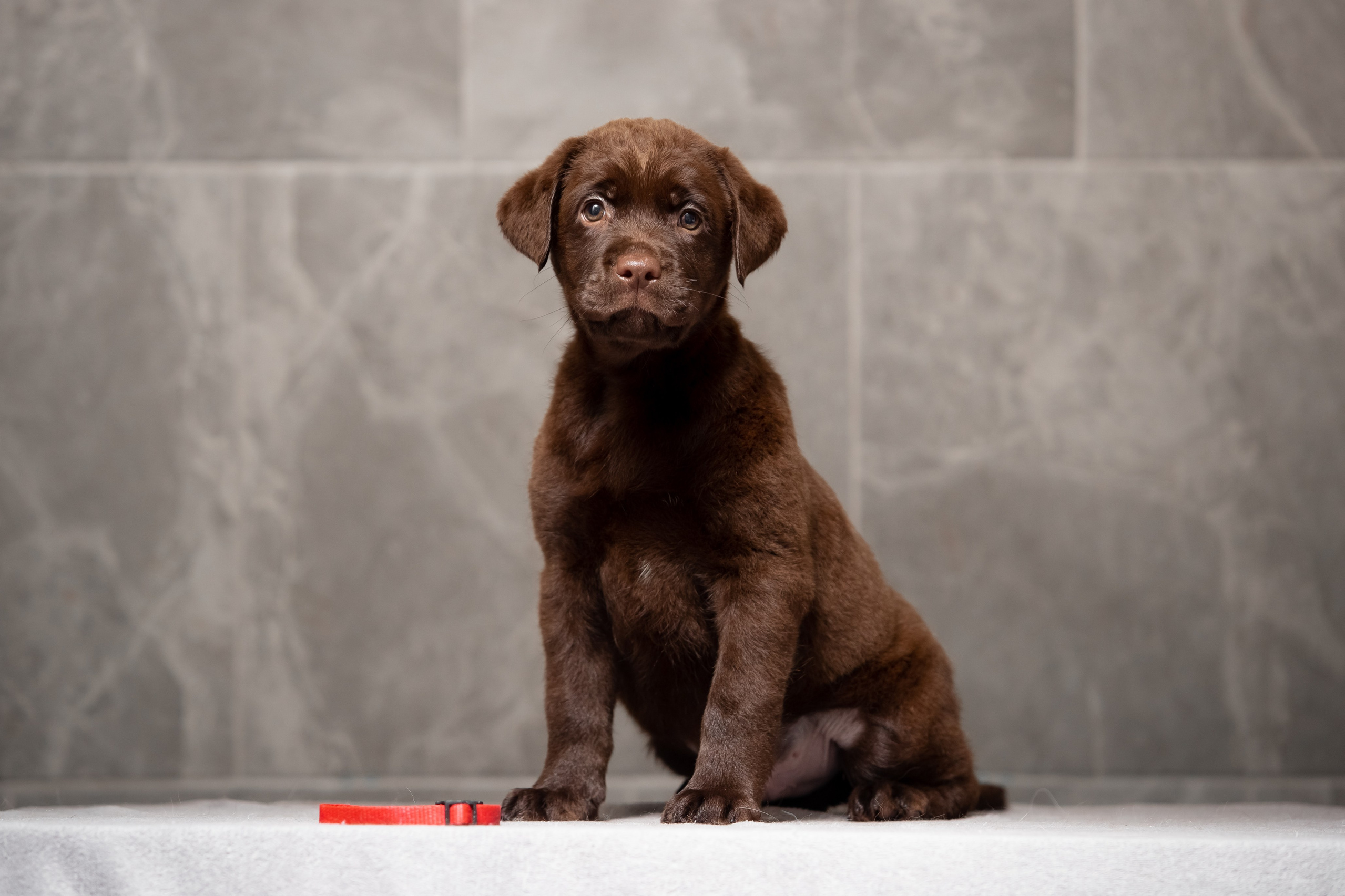 Цуценята шоколадного лабрадора. Цуценята лабрадор ретривера, Дніпро, Україна