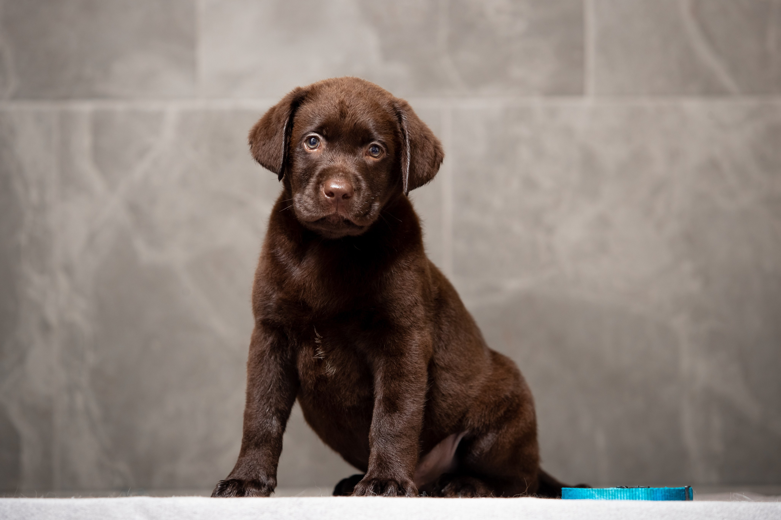 Цуценята шоколадного лабрадора. Цуценята лабрадор ретривера, Дніпро, Україна