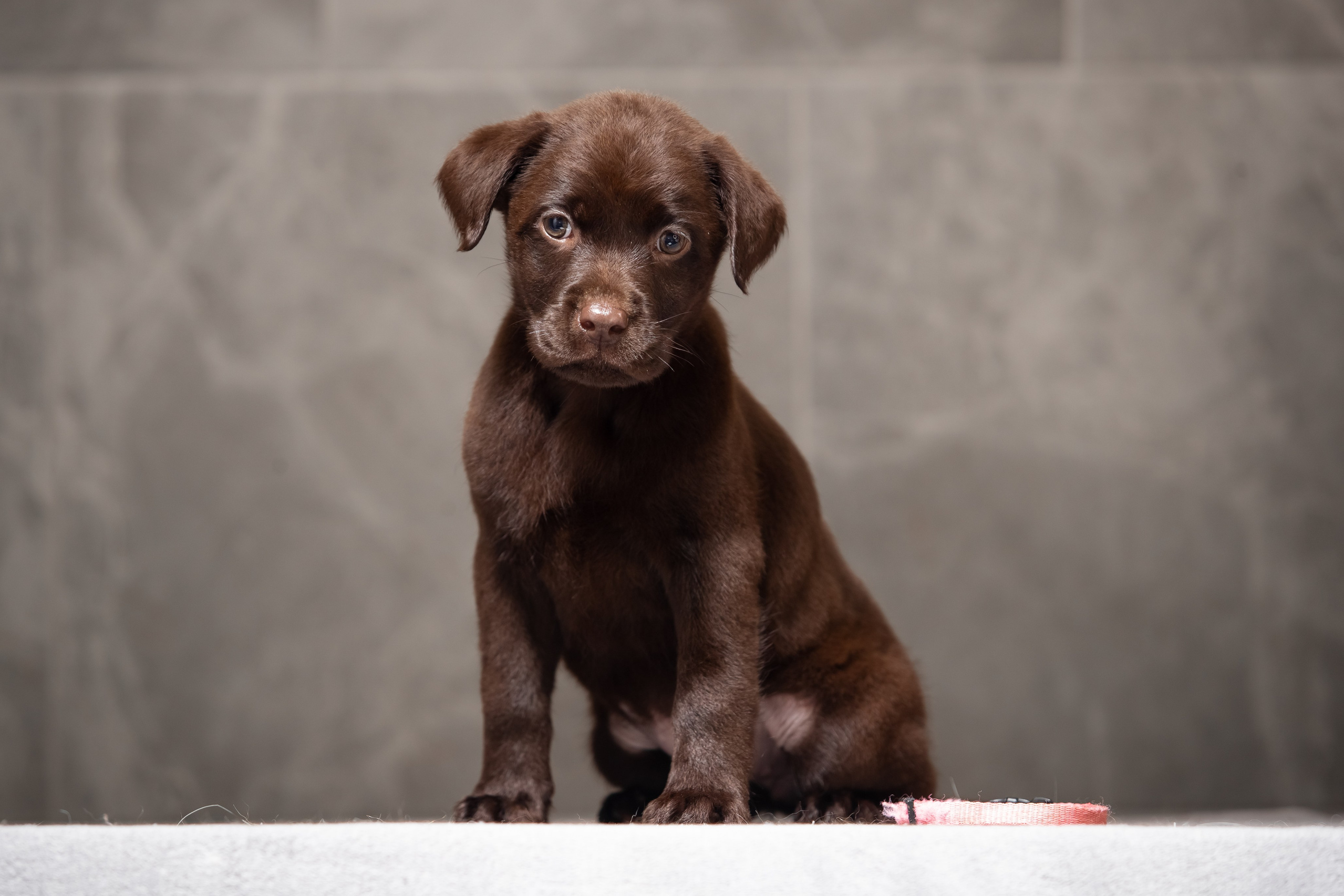 Цуценята шоколадного лабрадора. Цуценята лабрадор ретривера, Дніпро, Україна