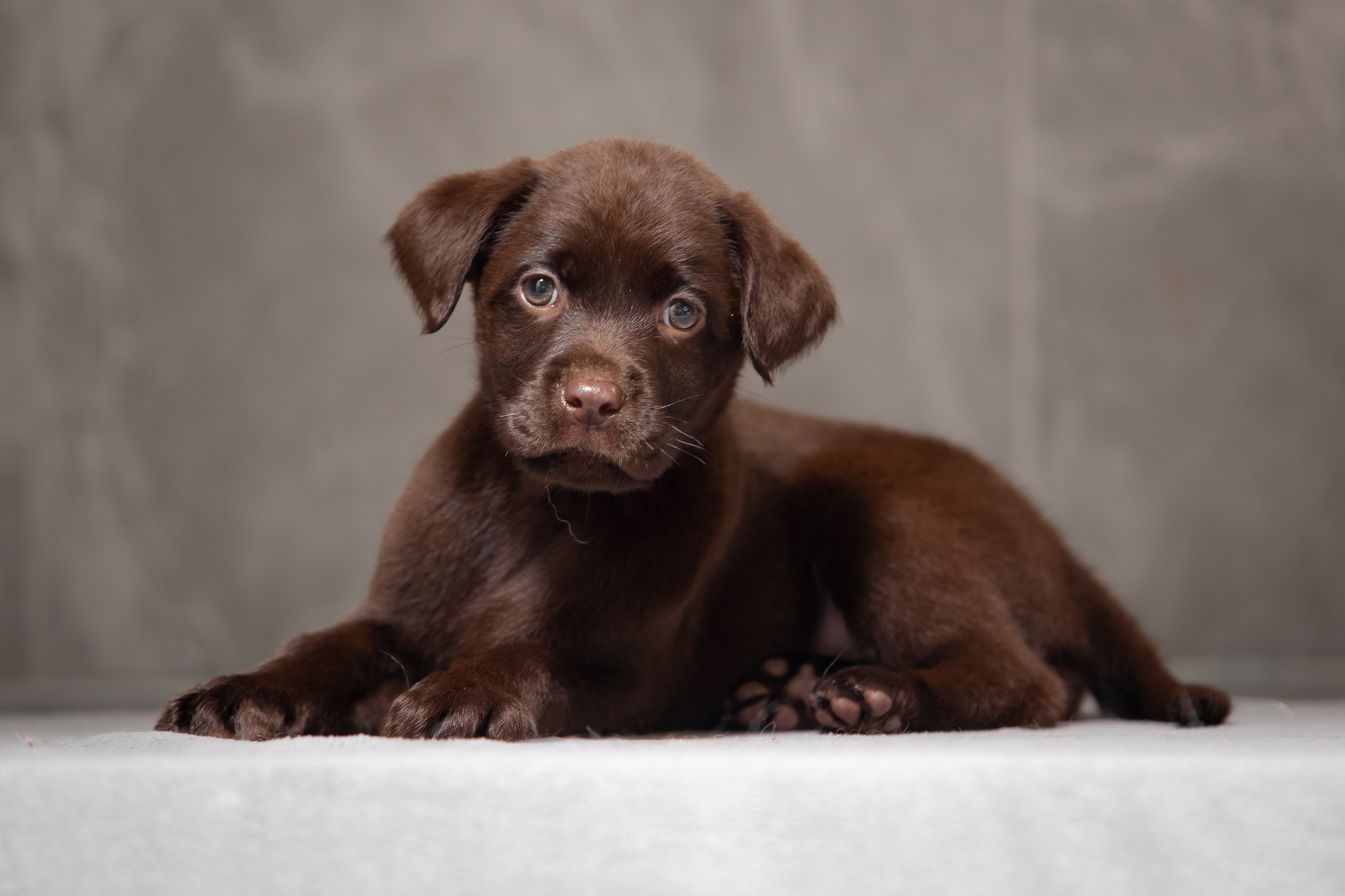 Цуценята шоколадного лабрадора. Цуценята лабрадор ретривера, Дніпро, Україна