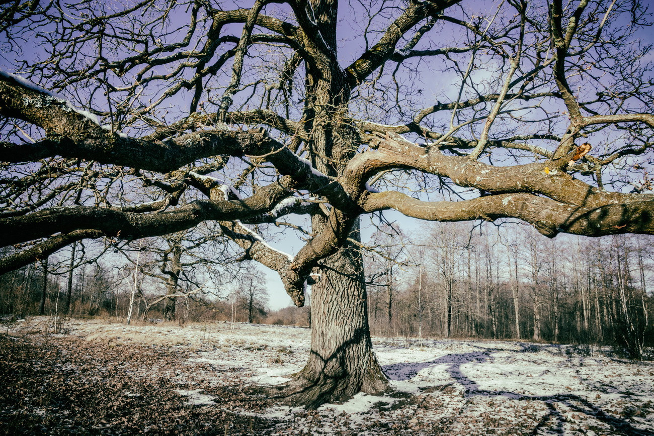 Фото проект «Возвращение к корням». Дараганово.